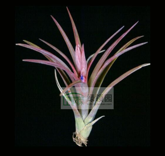 展示 空凤 热带 Tillandsia 'Ask Harry' 质感超美贝可利x红女王