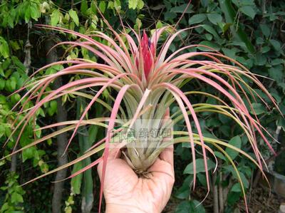展示 空气凤梨 热带  Tillandsia 'El Camaron'费西精灵