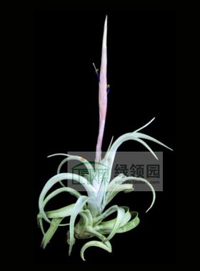 展示 空气凤梨 热带 Tillandsia schatzlii 大型种粗皮（少侧芽）