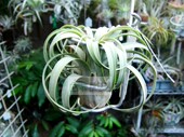 热带珍品Tillandsia Veronica 展示 Gift新品 精灵x费西洪都拉斯