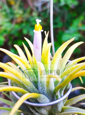 空气凤梨 Tillandsia Ionantha 'Blue Eyed Druid'变种蓝花德鲁伊
