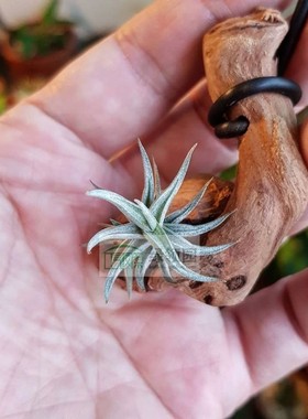 展示 空气凤梨 热带 Tillandsia rectangula 微型爪子品种