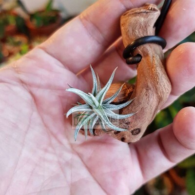 展示 空气凤梨 热带 Tillandsia rectangula 微型爪子品种