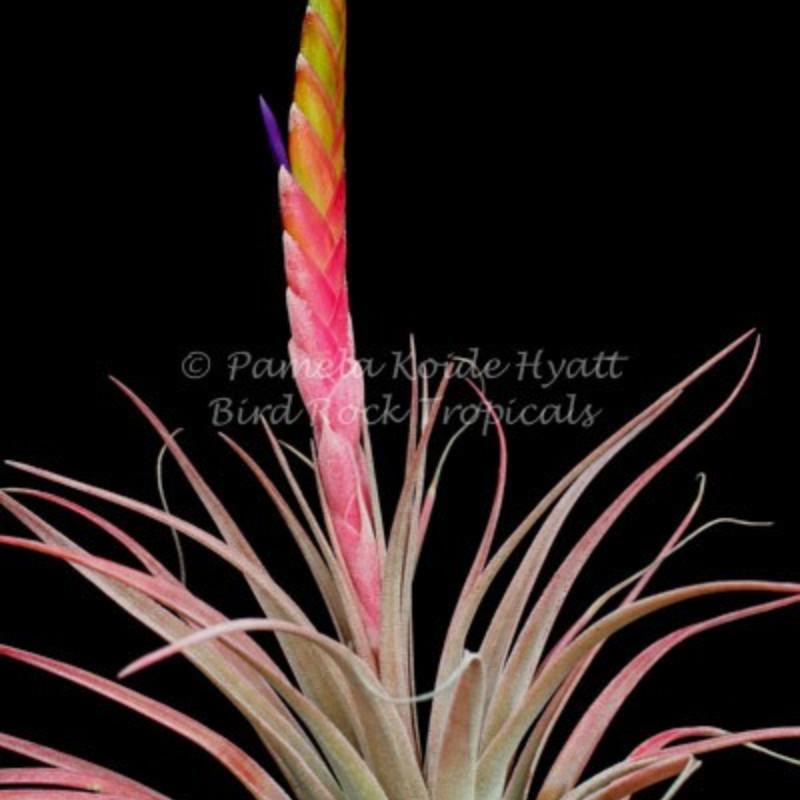 展 绿领园空气凤梨植物无土栽培室内装饰Dagger血统杂交香槟x三色