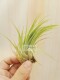 Tillandsia 红荣华 Victoria Splendor 空凤 Leaf Red Wide