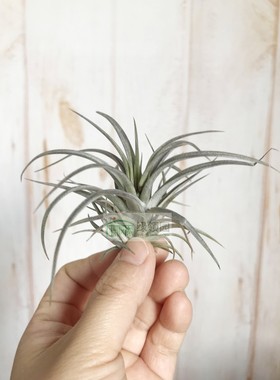 展示 空气凤梨 Tillandsia Extensa 伊坦莎