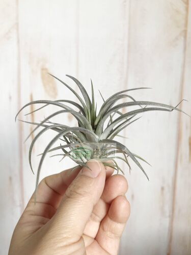 展示 空气凤梨 Tillandsia Extensa 伊坦莎