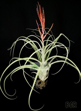 展示 空气凤梨 热带 Tillandsia 'Whimsy' 少有杂交美杜莎x念巴特