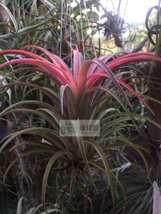 展示 空气凤梨 Tillandsia Conchita 墨西哥精灵x高原花