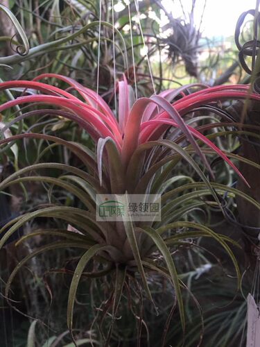 展示 空气凤梨 Tillandsia Conchita 墨西哥精灵x高原花