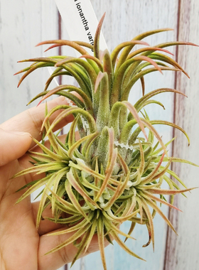 绿领园空凤植物无土栽培 ionantha variegated热带白锦精灵侧芽