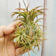 绿领园空凤植物无土栽培 ionantha variegated热带白锦精灵侧芽