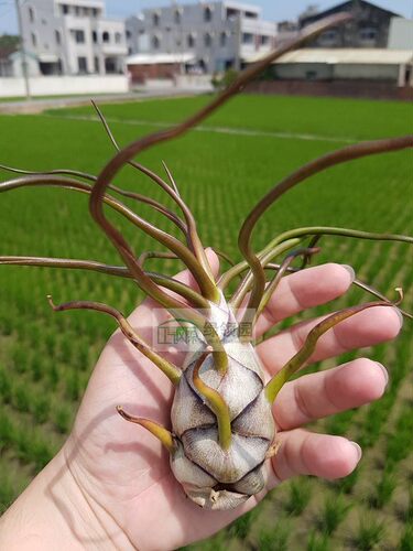 展示 空气凤梨 Tillandsia Bulbous Baby(T.bulbosa x ?)章鱼宝宝