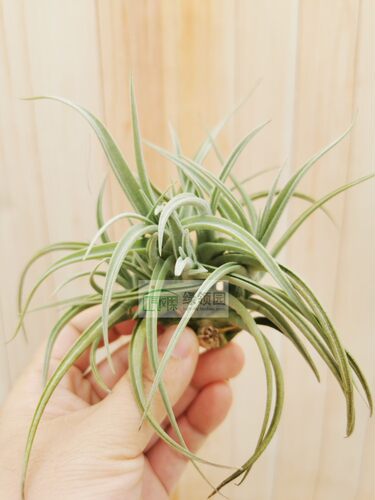 展示 空气凤梨 Tillandsia X Inca Gold Hanging Clump