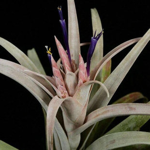 饰净化空气Coconut Grove鸟岩椰林 空气凤梨植物无土栽培室内装 展