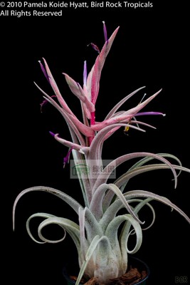 展示 空凤 Tillandsia Bird Rock Symmetry难得一见杂交电卷X子弹