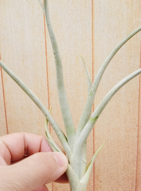 绿领园空凤室内装饰无土'Wallu'(baileyi x achryostachys)侧芽