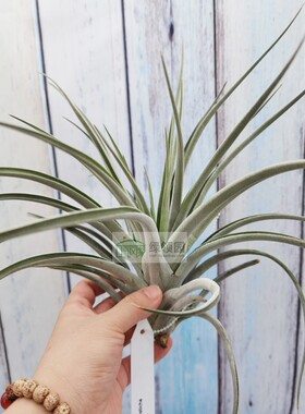 空气凤梨 热带 T.didisticha 'Large Form'质感超美红花巨型迪迪