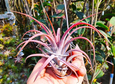 空气凤梨室内无土绿领园杂交精灵