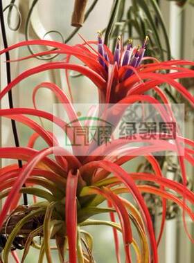 展示 空气凤梨 Tillandsia Brachycaulos Green  绿色贝可利