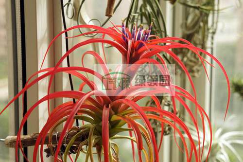 展示 空气凤梨 Tillandsia Brachycaulos Green  绿色贝可利