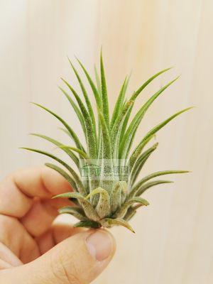 展示 空凤 Tillandsia ionantha Rubra Hard Leaf 硬叶全红精灵