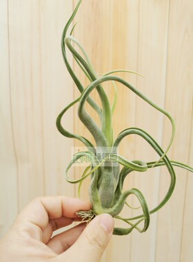 展示 空气凤梨 Tillandsia Paucifolia Mex.红女王（墨西哥）