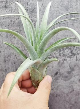 空气凤梨植物无土栽培chiapensis x rothii香槟X柔婷雨林3M反交