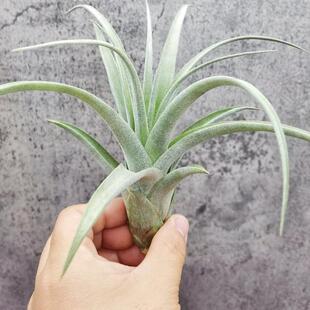 空气凤梨植物无土栽培chiapensis x rothii香槟X柔婷雨林3M反交