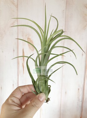 展示 空气凤梨 Tillandsia Paucifolia Red Hybrid红女王红色杂交
