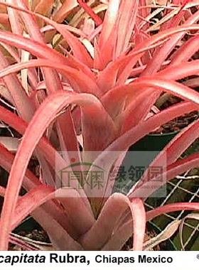 展示 T.capitata 'Rubra Pink', Chiapas 卡比香帕斯（冰糕父本）