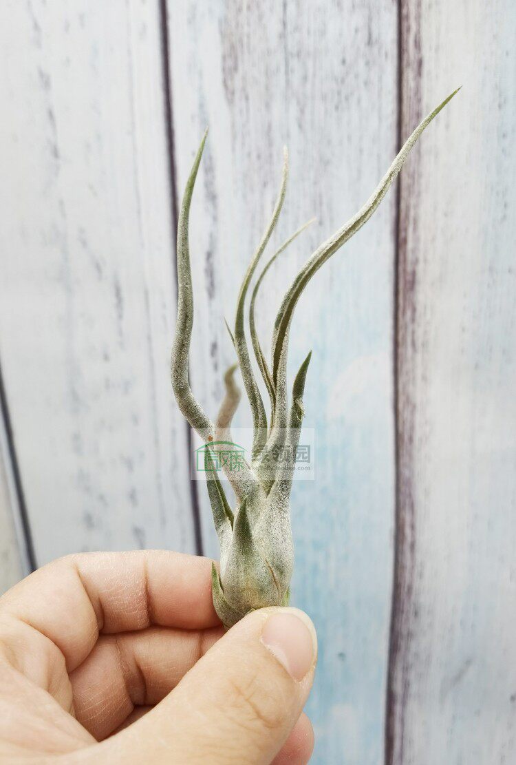 展示 绿领园空气凤梨植物无土栽培The Perfect Blend河豚卷×蝴蝶