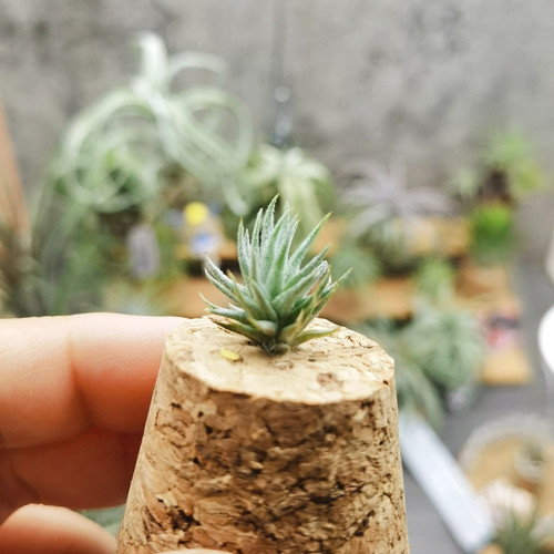 直播专拍 一物一拍 T.loliacea 小萝莉