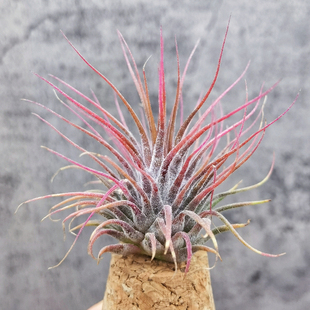 鸟岩 Tillandsia ionantha v.stricta Mexico粗壮的束花精灵