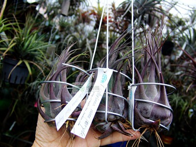 展示 空气凤梨 Tillandsia Seleriana Mini Purple 迷你紫犀角