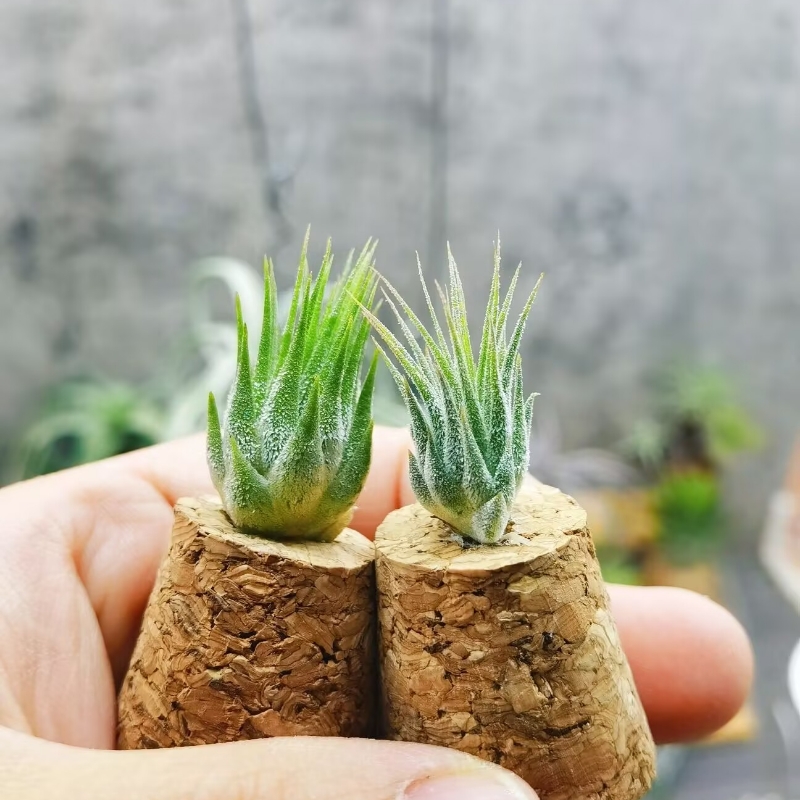 直播专拍 一物一拍 T. ionantha Peanut 热带巨型花生米精灵