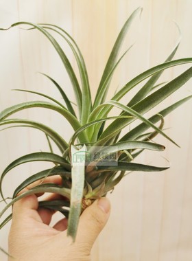 展示 空凤 Tillandsia Xero. X Brachy. 霸王X贝可利