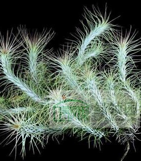 T.funckiana Merida,Venez.Ex Graf园艺种狐尾'威尼斯人' 小