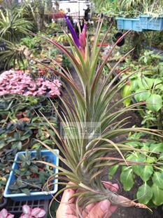 展示 空气凤梨 热带 T. 'Borumba'贝利艺 'Texas' x 德鲁伊精灵