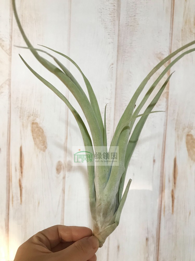 capitata yellow X (xerographica x chiapensis)卡比黄x霸王香槟