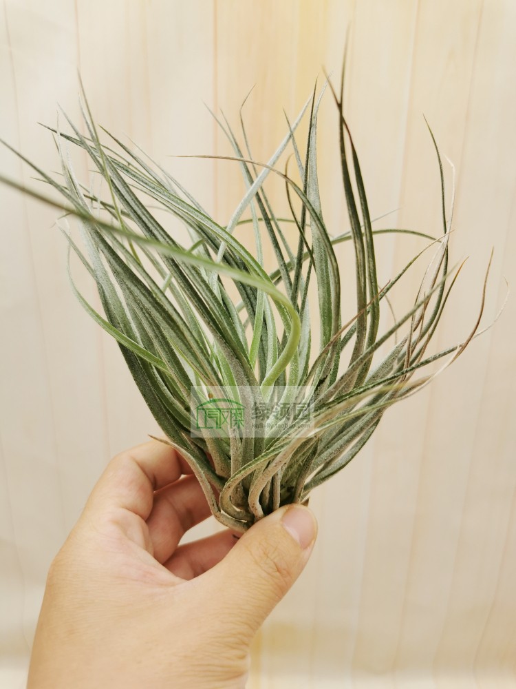 空气凤梨 Tillandsia Stricta Stiff Blue 多国硬蓝