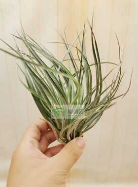 展示 空气凤梨 Tillandsia Stricta Stiff Blue 多国硬蓝