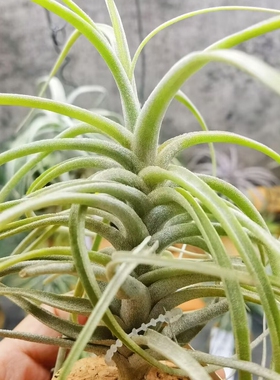 直播 绿领园空凤 一物一拍 T.Bird Rock Curiosity莫里x巨型duyao