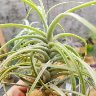 直播 绿领园空凤 一物一拍 T.Bird Rock Curiosity莫里x巨型duyao