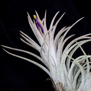 子弹X香槟特别版 夜明灯 Light 展示绿领园空凤植物无土Night