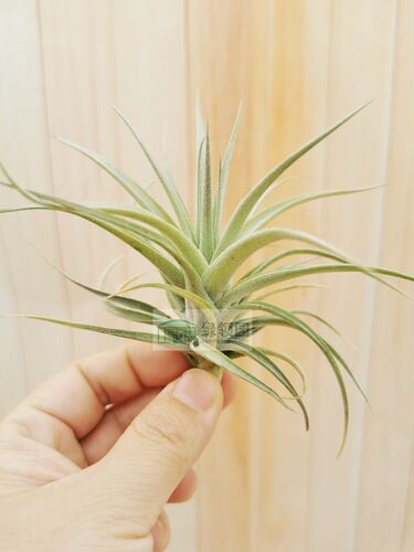 展示 空气凤梨 Tillandsia Stricta Confetti 多国彩纸