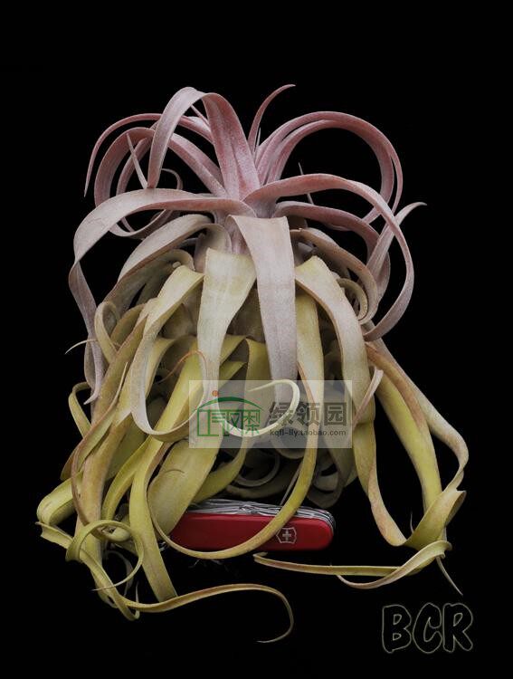 展示 空气凤梨 Tillandsia Regal Rene 电卷x香槟