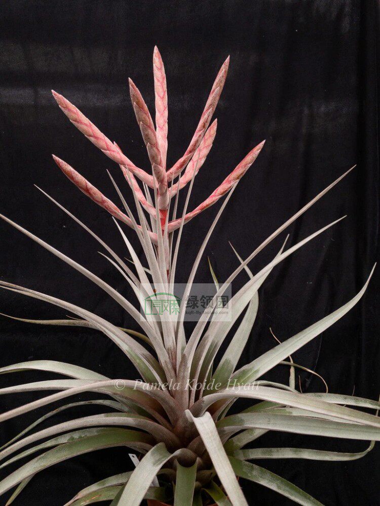 展示 空气凤梨 Tillandsia Cobra 史蒂芬香槟杂交&ldquo;蛇&rdquo;