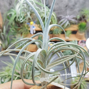 直播 一物一拍 T. lorentziana (blue flowers）蓝花诺伦兹