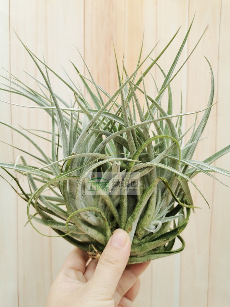 展示 Tillandsia Recurvifolia x Gardneri Clump红花白银x薄沙